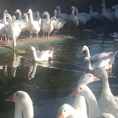 Kır Evi U Durkovych Zabokreky Nad Nitrou