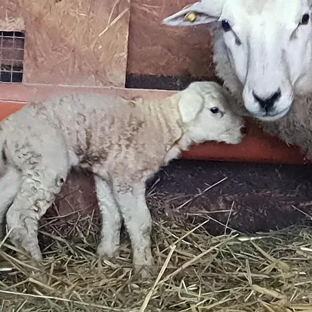 Country house U Durkovych