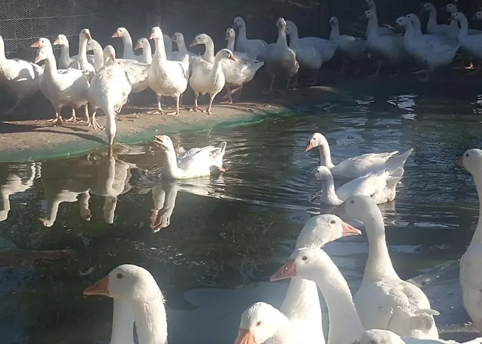 カントリーハウス U Durkovych Žabokreky nad Nitrou